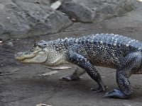 Sample 3 – American alligator
