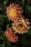 Sample 3 – Pink yellow dahlia