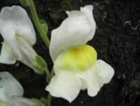 Sample 3 – Snapdragon