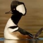 Sample 1 – Hooded merganser