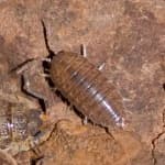 Sample 6 – Isopod