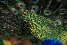 Sample 1 – Peacock