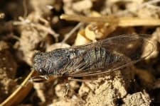 Sample 2 – Cicada