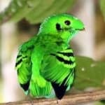 Sample 5 – Green broadbill