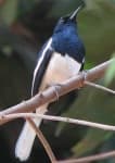 Sample 1 – Magpie