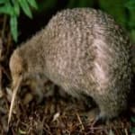 Sample 22 – Bird kiwi