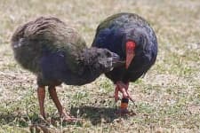Sample 2 – European gallinule