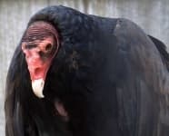 Sample 6 – Vulture