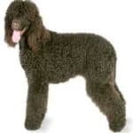 Sample 6 – Irish spaniel