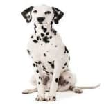 Sample 3 – Dalmation