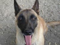 Sample 6 – Malinois