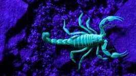 Sample 2 – Scorpion