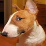 Sample 4 – Bull terrier