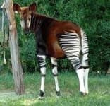 Sample 5 – Okapi