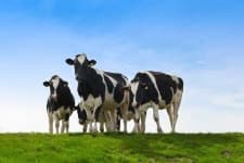 Sample 1 – Cow