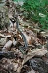 Sample 1 – Garter snake