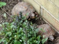 Sample 1 – Box turtle