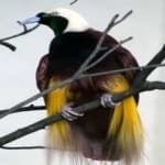 Sample 21 – Bird of paradise bird