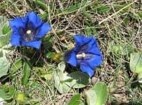 Sample 6 – Stemless gentian