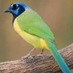 Sample 1 – Green jay