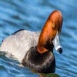 Sample 5 – Red headed duck
