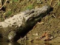 Sample 2 – Crocodile head