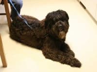 Bouvier des flandres image dataset preview