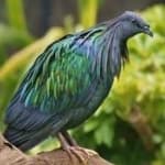 Sample 6 – Nicobar pigeon