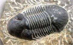 Sample 5 – Trilobite