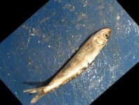 Sample 2 – Black sea sprat
