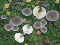 Sample 1 – Lactarius