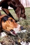 Sample 1 – Walker hound