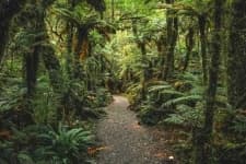 Sample 2 – Rainforest
