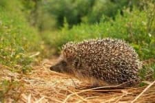 Sample of Hedgehog