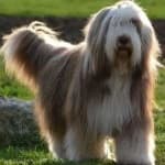Sample 4 – Bearded collie