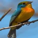 Sample 3 – Orange brested bunting