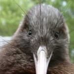 Sample 9 – Bird kiwi