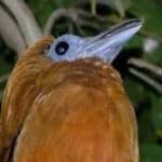 Sample 4 – Capuchinbird