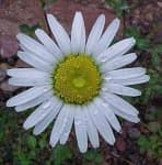 Sample 4 – Oxeye daisy
