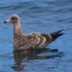Sample 4 – California gull