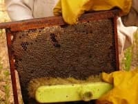 Sample 5 – Honeycomb