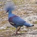 Sample 2 – Crowned pigeon