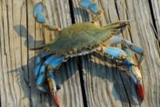 Sample 5 – Crab