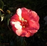 Sample 5 – Camellia