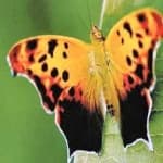 Sample 12 – Mark butterfly