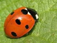 Sample 3 – Ladybug