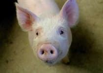 Sample 2 – Hog