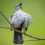 Sample 5 – Gray catbird