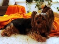 Sample 2 – Silky terrier