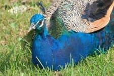 Sample 6 – Peacock
